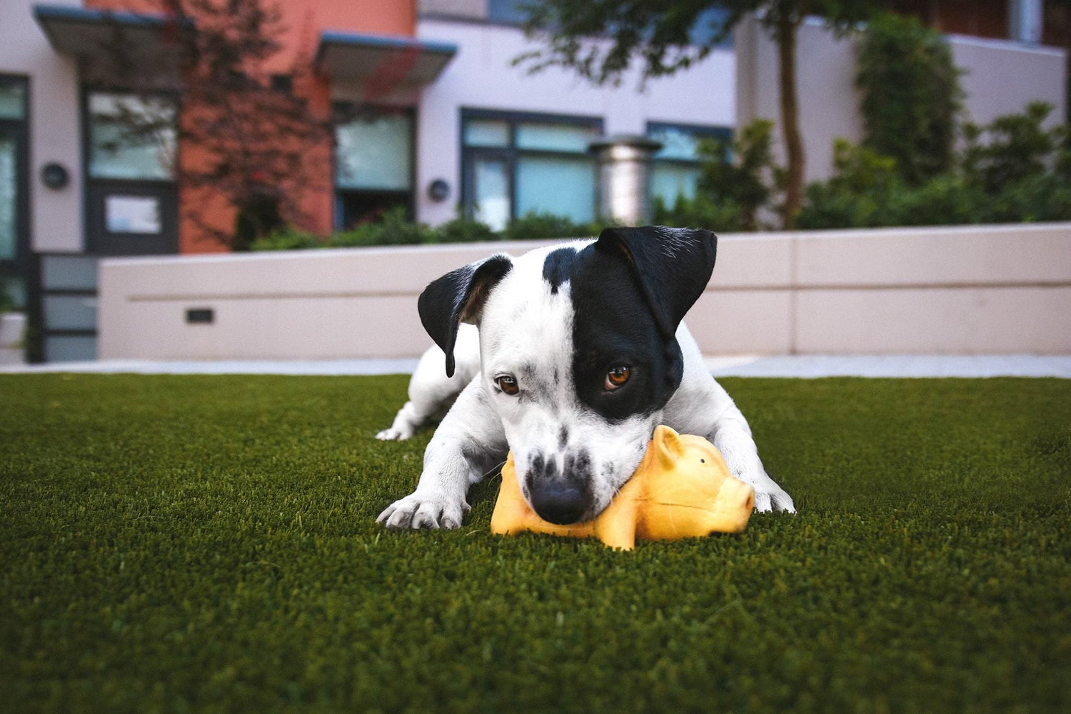 Why Artificial Grass is a Paw-some Choice for Pet Owners